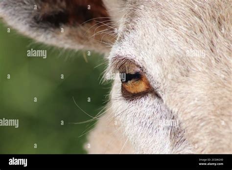 Pupil Of Sheeps Eye Hi Res Stock Photography And Images Alamy