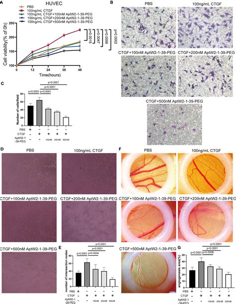 Frontiers Connective Tissue Growth Factor Targeting Dna Aptamer