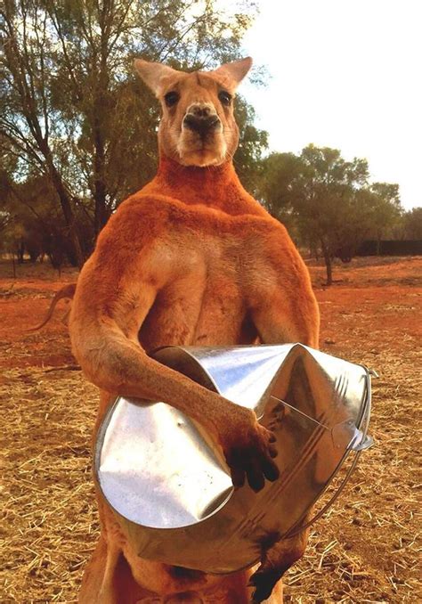 JOE Ie RIP Roger The Ripped Kangaroo Possibly The Most Muscular