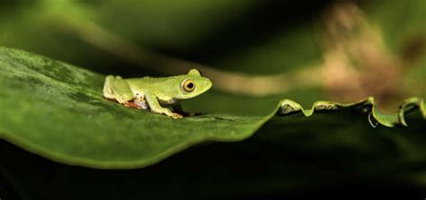 Through The Fantastic Eyes Of Frogs And Toads How Scientists Study