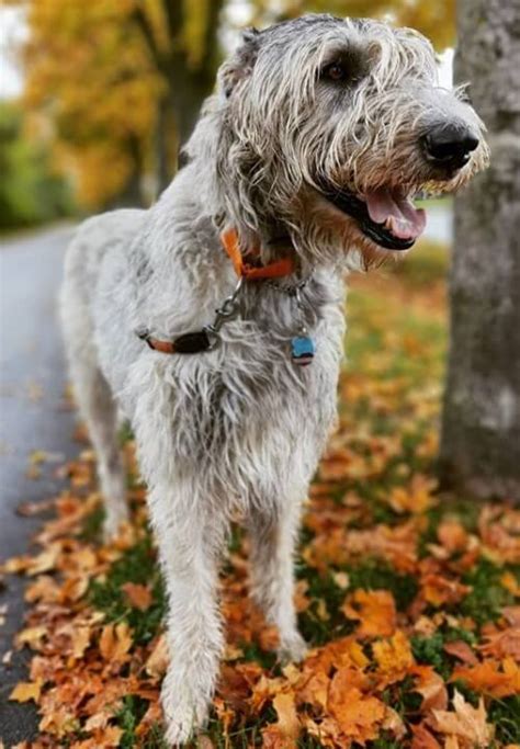 215 Wonderful Irish Wolfhound Dog Names 2020 The Dogman