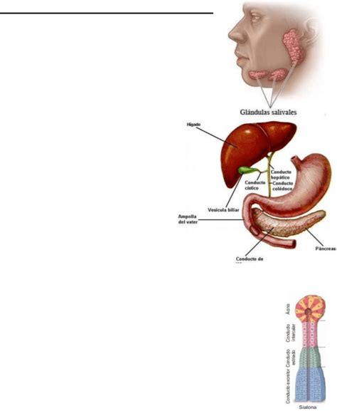 Resumen Glandulas Anexas Ll Sist Digestivo Biologia Cel Histo Y