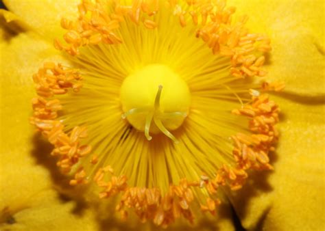 Hypericum Flower Close Up Poster By BakalaeroZz Photography Displate