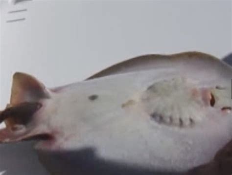 VIDEO: Florida teen catches pregnant stingray, helps it give birth