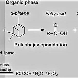 Reaction Scheme Of The Chemo Enzymatic Epoxidation Of Pinene