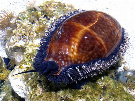 Cowry Wonder Watching Sea Creatures Shells Sea World