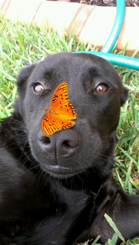 My dog with a butterfly on her nose : r/pics