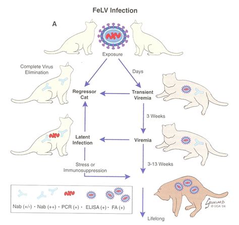 Understanding Feline Leukemia FeLV Feline Leukemia Vet Assistant