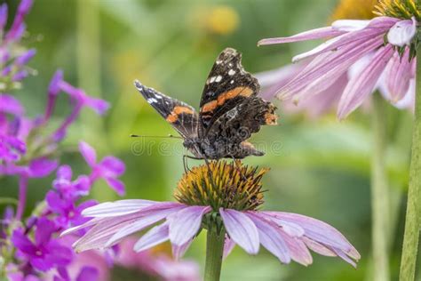 Atalanta De Vanesa La Mariposa Del Almirante Rojo Imagen De Archivo