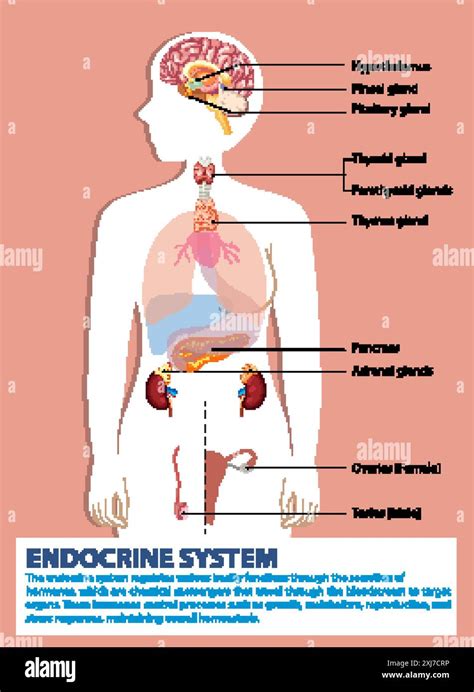 Illustration Of Endocrine Glands And Their Functions Stock Vector Image And Art Alamy