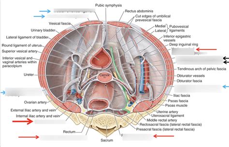 Pelvic Fascia Ligaments Diagram Quizlet