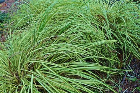 Variegated Moor Grass Molinia Caerulea Rocky Knoll Farm