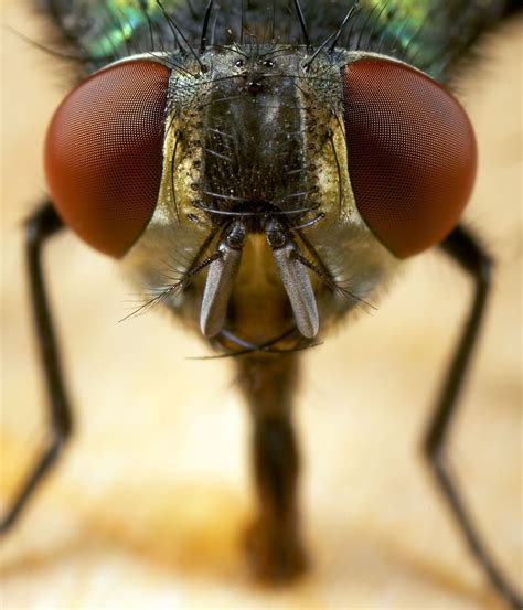 Flies Gross Uninvited Summer Guests Bug Blog Flick Pest Control