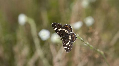 The Poplar Admiral Limenitis Populi Warms Up On A Plant With Spread