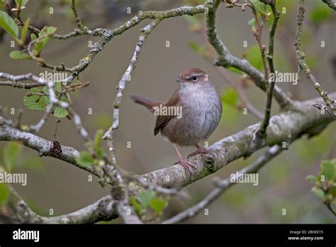 Cettis Warbler Cettia Cetti Stock Photo Alamy