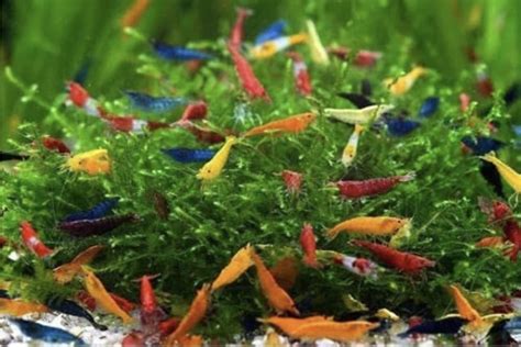 Buy 10 Mixed neocaridina Shrimp Skittles Live Freshwater Aquarium ...