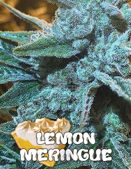 Lemon Meringue Regular Exotic Genetix Seeds Here Now