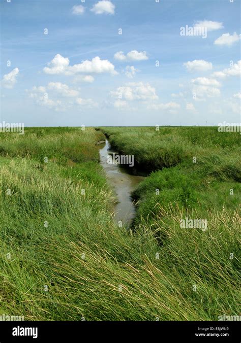 Sea Couch Grass Elymus Athericus Agropyron Pungens Salt Marsh With