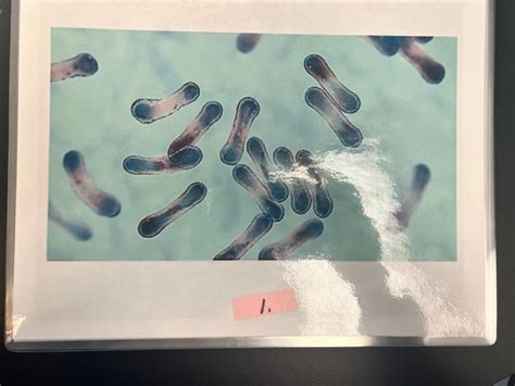 Bio 253 Lab Flashcards | Quizlet