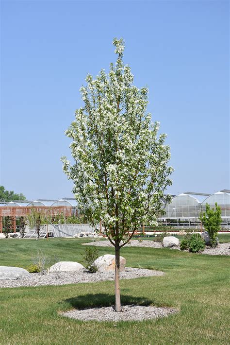 Starlite Flowering Crab Malus Jeflite In Winnipeg Manitoba Mb At