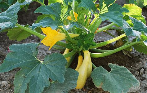 Squash Growing Guide