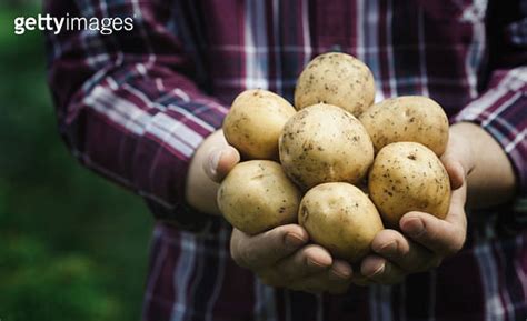 Harvest Of Fresh Raw Potatoes In Hands Of Farmer Against Green