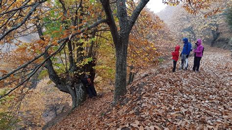 Wikiloc Ruta El Bosque de Cobre Circular Castañar de Pujerra por la