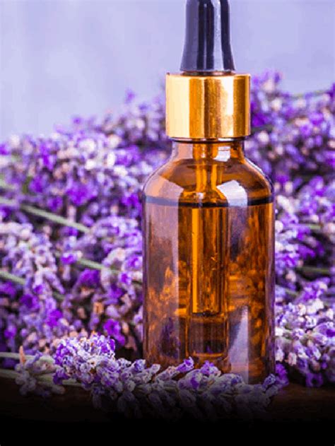 Benefits Of Lavender Oil News24