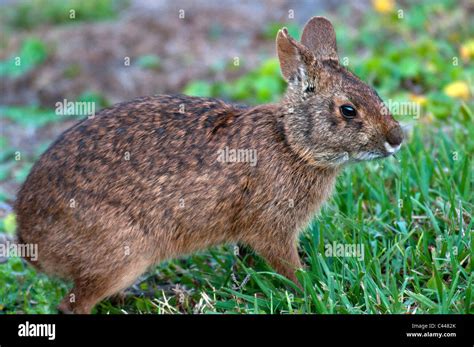 Marsh Rabbit Sylvilagus Palustris Florida Usa North America Animal