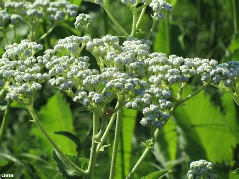 Wild quinine | The Morton Arboretum