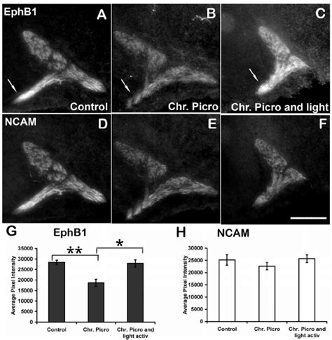 EphB1 Expression On Motoneuron Axons Distal To The D V Choice Point