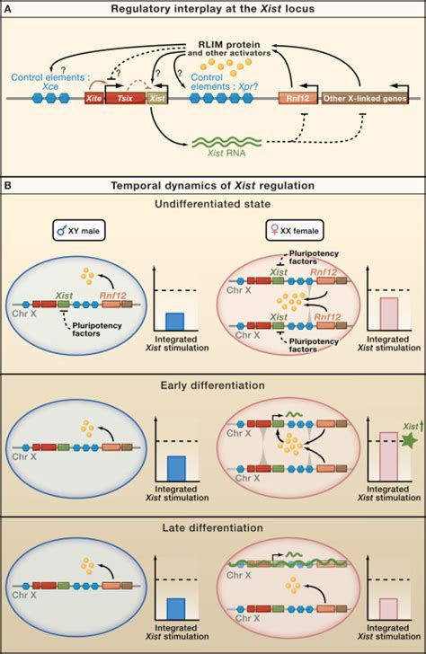 X Chromosome Inactivation When Dosage Counts Cell