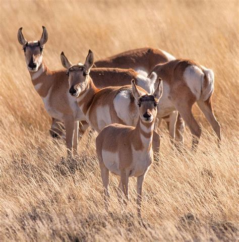 Pronghorn Formation Photograph By J Allen Pixels