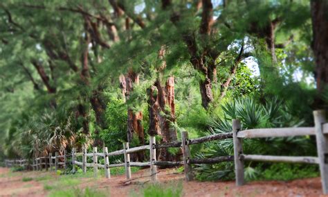 Australian Pines Town Of Gulf Stream