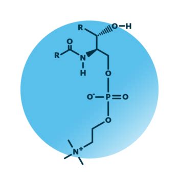 Sphingomyelin Analysis | Lipid Analysis | Lipotype GmbH