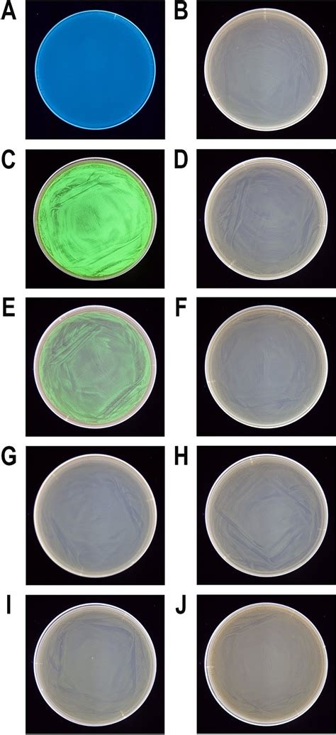 Fluorescence Of E Coli Bl De Pet D Gfpuv Bacterial Colonies