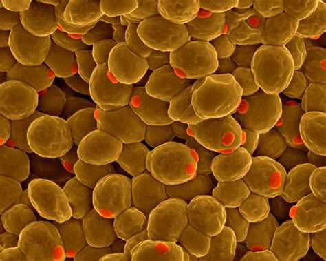 Scientists Closer To Creating A Fully Synthetic Yeast Genome
