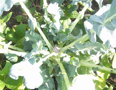 Growing Side Shoots Packman Broccoli 10 Weeks After Transplant