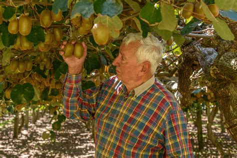 Wilkins Kiwifruit New Zealand