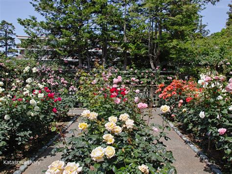 【花だより】2024年5月17日現在 春バラの開花状況 大磯城山公園・旧吉田茂邸地区のバラ園 アクセスと駐車場 神奈川県大磯町 カタスミ日記