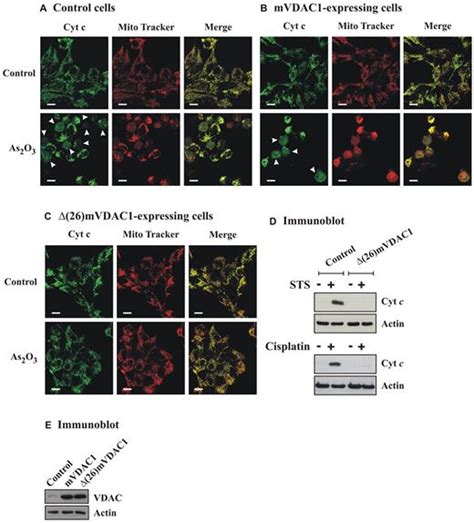 The Vdac1 N Terminus Is Essential Both For Apoptosis And The Protective