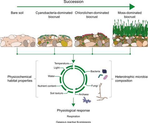 Photoautotrophic Organisms Control Microbial Abundance Diversity And