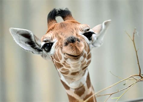 Baby Giraffe Pictures - Infoupdate.org