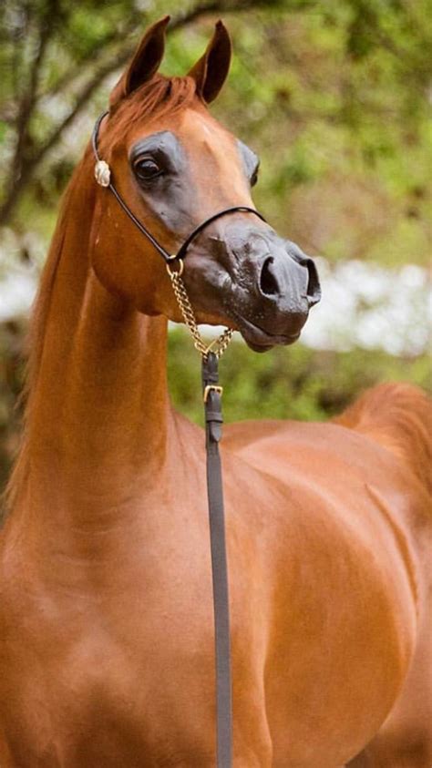 Chestnut Brown Arabian Horse Learn About The Arabian Horse Breed