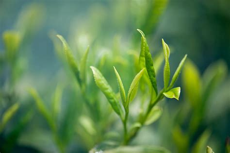 Najlepsze Herbaty Zielone Czyli Jakie Herbata Zielona