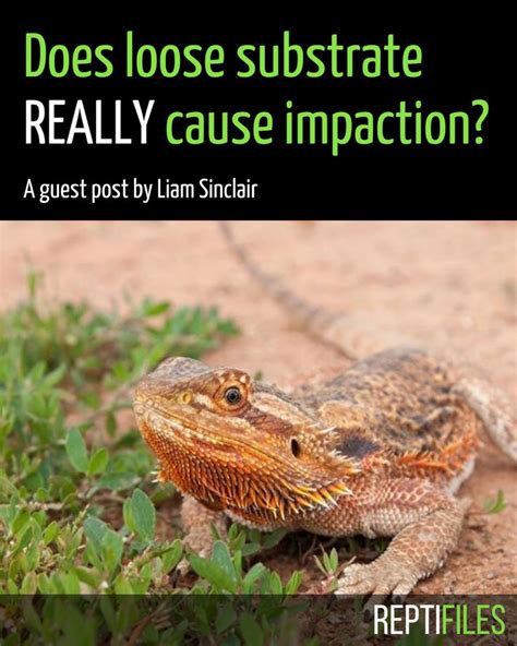 Does Loose Substrate Cause Impaction In Bearded Dragons And Other