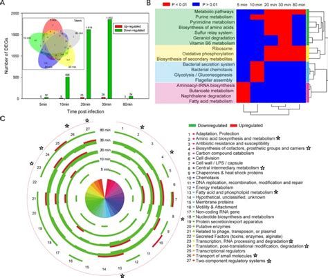 Global Transcriptomic Analysis Of Interactions Between Pseudomonas Aeruginosa And Bacteriophage