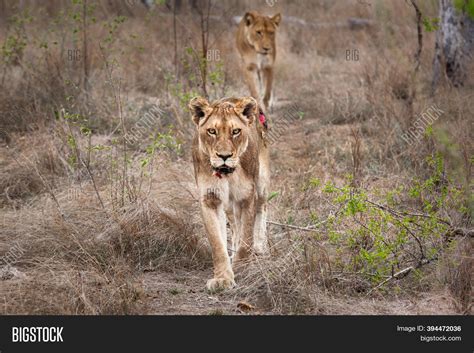 Injured Lioness After Image And Photo Free Trial Bigstock