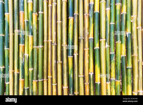 Green bamboo texture as background Stock Photo - Alamy