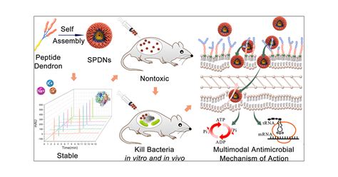 Self Assembling Peptide Dendron Nanoparticles With High Stability And A